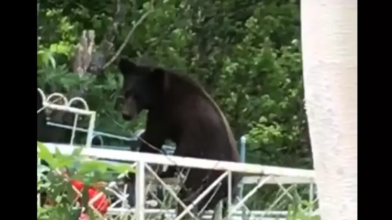 На Сахалине медвежонок пришел полакомиться на городское кладбище