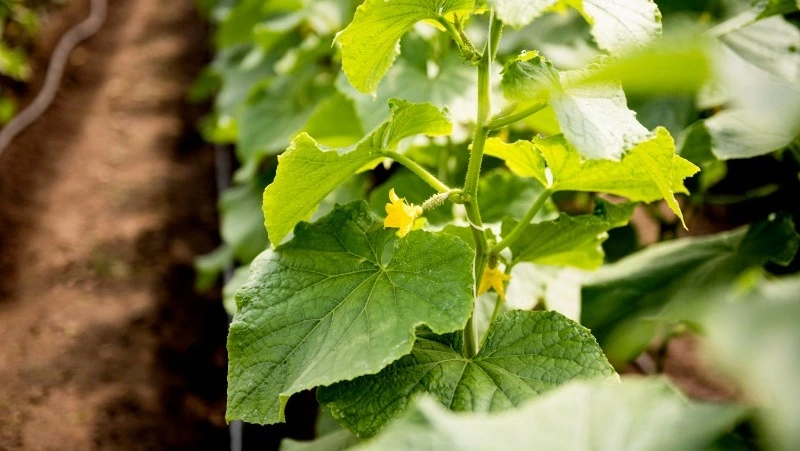 Церковный праздник 27 мая 2025: что нельзя делать в этот день, приметы