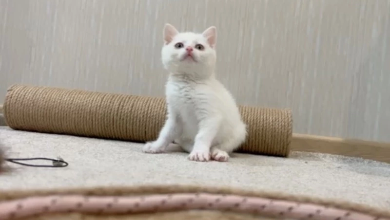 Полиция начнет поиски пустившего пулю в котенка живодера из Смирных