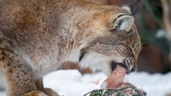 Сахалинский зоопарк приглашает горожан на праздничные кормления с 21 по 23 февраля