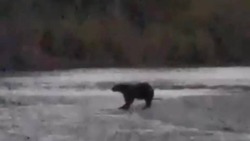 Семейство медведей заметили на берегу реки на севере Сахалина
