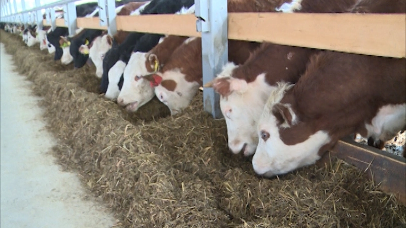 Сельсовет. Выпуск от 17 июня