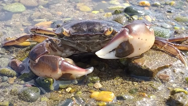 Объем живого краба на экспорт в Китай из России вырос на 20%