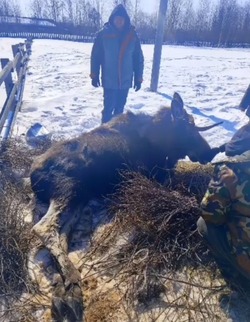 Паралич, состояние тяжелое: спасенного на Сахалине лося перевезли в зоопарк