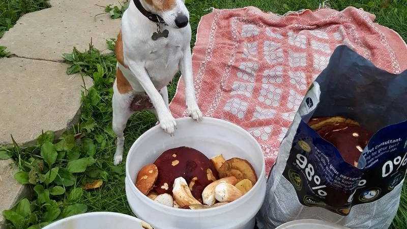 Охоту на грибы устроили на Сахалине в последние теплые выходные осени