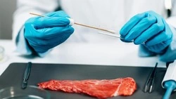 В мясе сахалинских медведей не нашли личинок трихинелл