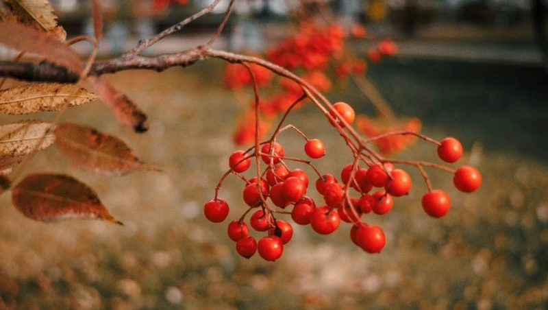 Жара до +27 градусов и небольшой дождь ждет жителей Сахалина и Курил 5 сентября