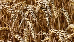 Фермеры Сахалинской области почти выполнили план заготовки кормов на зиму