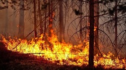 Гектары леса полыхают на севере Сахалина в июльскую жару