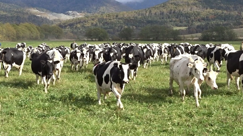 Сахалинских коров спасут от «зимнего стресса» специальными приемами