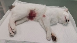 «Промывали кишечник»: жительница Сахалина едва не похоронила кошку после операции