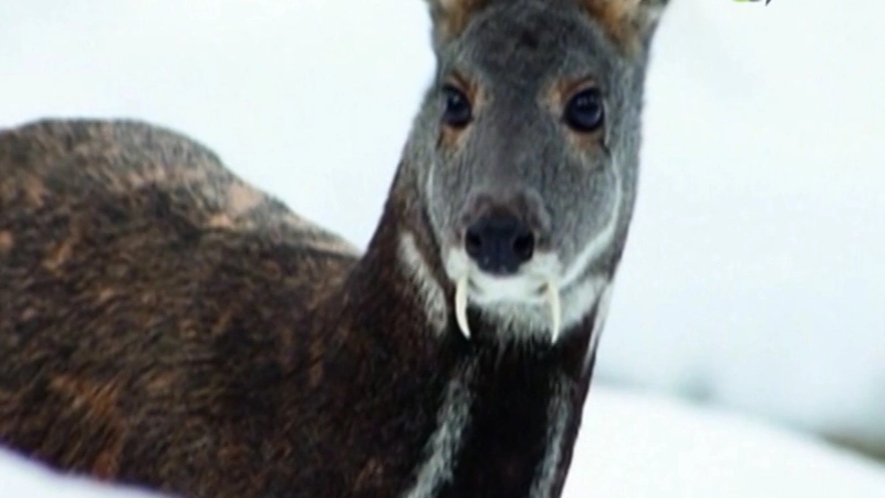 Заказник Красногорский