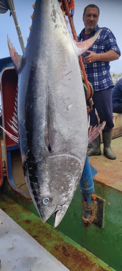 «Потянул на 50 килограммов»: рыбаки поймали тунца с человеческий рост на Итурупе