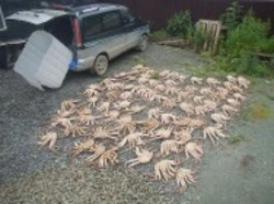 Сахалинке грозит тюрьма за покупку крабов у браконьеров