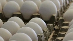 Птицефабрика «Островная» увеличит выпуск куриных яиц в конце февраля на Сахалине
