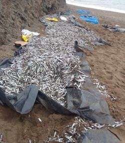«Наелись!»: сахалинцы выбросили тонны мойвы на побережье
