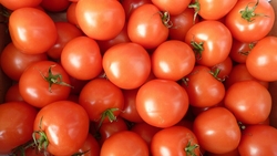 Первый урожай помидоров с тепличного комплекса в Невельском районе получат в октябре