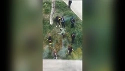 Школьники Корсакова устроили «бойцовский клуб» под деревом