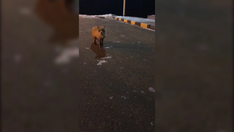 У заправки на севере Сахалина гостят две лисички