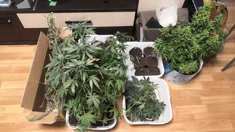 Южносахалинец собрал в квартире конопляную теплицу, чтобы продавать марихуану