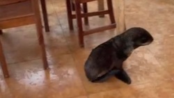«Запрыгнула в рюкзак»: на Сахалине рыбаки спасли морского котика от разъяренных собак