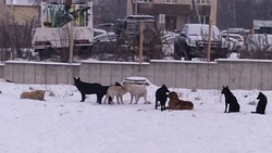 Собаки почти год держали в страхе жителей улицы Авиационной в Южно-Сахалинске 