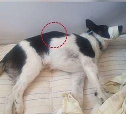 Сахалинцы подобрали собаку со сломанным позвоночником возле поселка Троицкое 