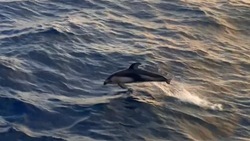  Дельфины устроили морское шоу с прыжками на фоне алого заката у берегов Курил