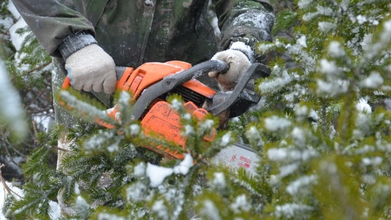 Сахалинцам напомнили о штрафах за вырубку новогодних елей