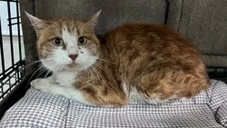 Мужчина бросил кота под дождем на мусорном баке приюта «Пес и Кот» в Южно-Сахалинске