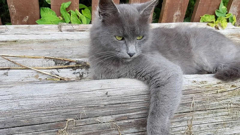 Сахалинским дачникам указали на нарушения, за которые придется заплатить штраф