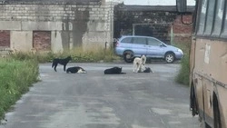 «Жить страшно»: стаи собак атакуют детские площадки в Охе