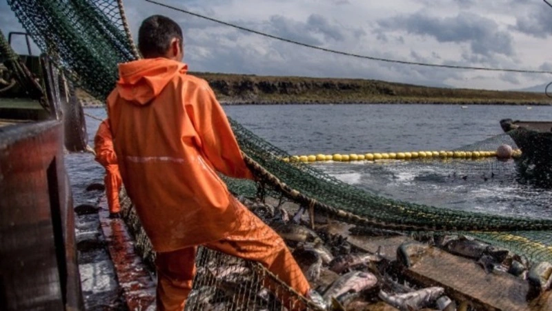 «Корюшка, креветка, палтус и мойва»: сахалинские рыбаки выбрали ряд промысловых объектов