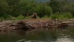 Жителям Сахалина показали туристов, удирающих от медведицы на лодке