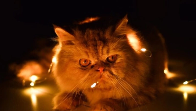 Сотни жителей Южно-Сахалинска проведут без света 22 декабря 