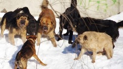 Прокуратура найдет виновных в нападении собак на семью с младенцем в Южно-Сахалинске