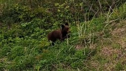 Медведи стали частыми гостями на дорогах Сахалина к началу лета-2023