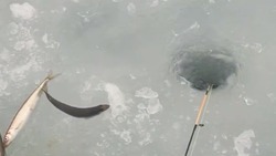 «Клюет у всех»: любители рыбной ловли вновь вышли на неустойчивый лед в Корсаковском районе