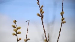 Сахалин ждет тепло до +14 градусов, Курилы — дожди и прохлада 18 апреля