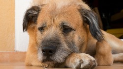 Сахалинские депутаты раскритиковали работу минЖКХ по сокращению числа бездомных собак
