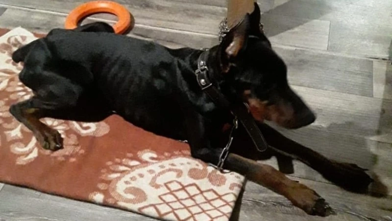 «Концлагерь отдыхает»: добермана бросили умирать в голоде и холоде в Южно-Сахалинске