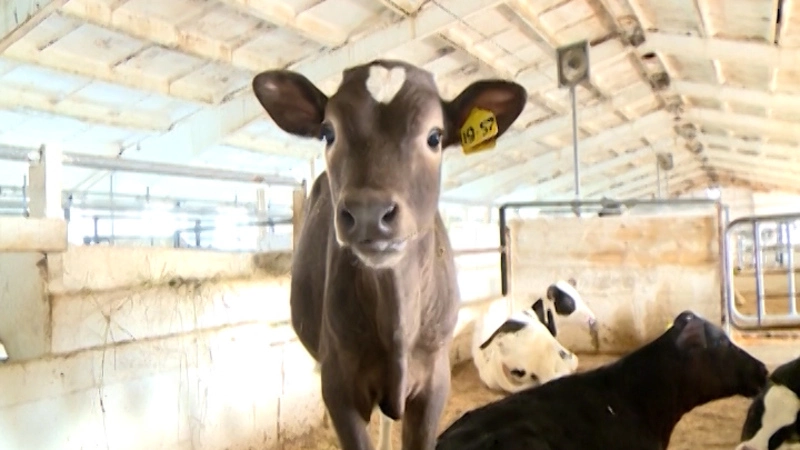 Сельсовет. Выпуск от 16 сентября