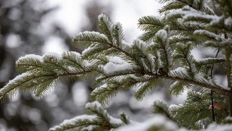 Январь на Сахалине будет снежным и морозным: прогноз Гидрометцентра