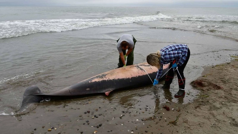 Тело краснокнижного кита-ремнезуба обнаружили на Курилах