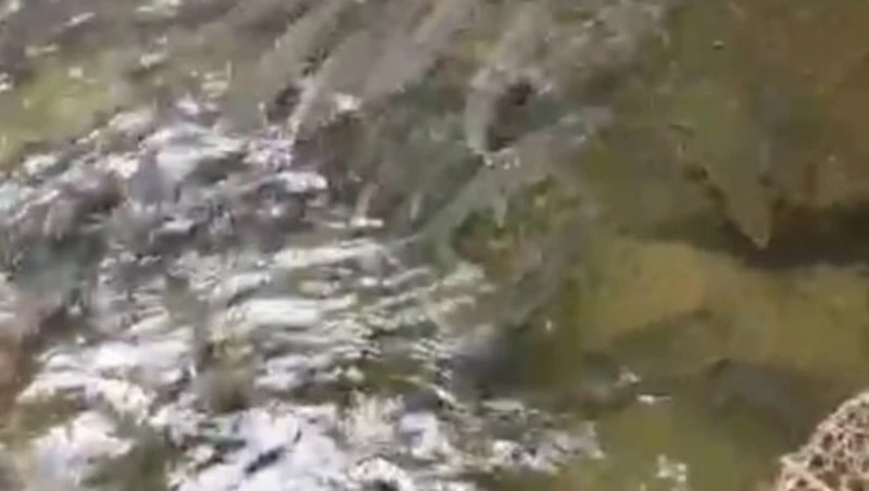 Горбуша занерестилась в Углегорском районе — соцсети