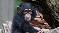 Смотрителя зоопарка арестовали за воровство фруктов у шимпанзе