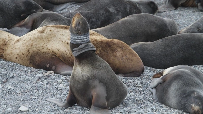 Волонтеры спасли морского котика с куском трубы на шее