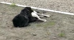 На Сахалине собака пыталась «оживить» мертвого друга — ВИДЕО