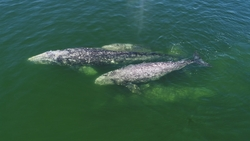 Исполин с паспортом