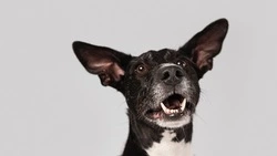 В Госдуме предложили умерщвлять животных, которые дольше срока находятся в приютах